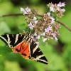 Schmetterling